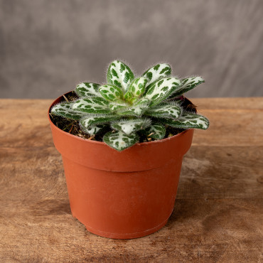 Primulina sinovietnamica