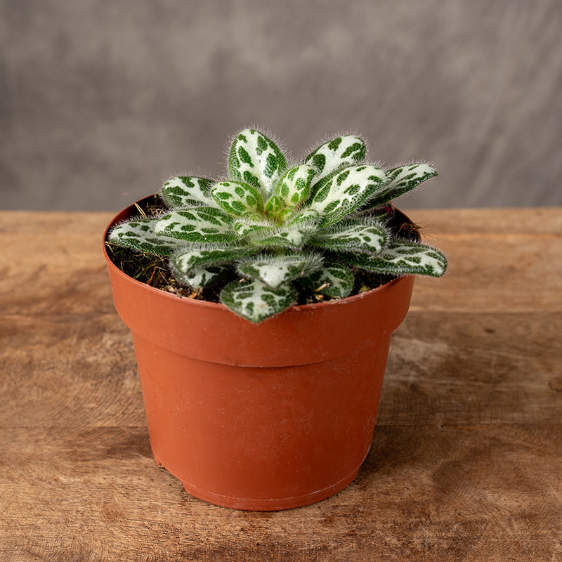 Primulina sinovietnamica