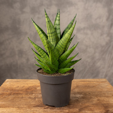 Sansewieria 'Queen Marble' | Mała