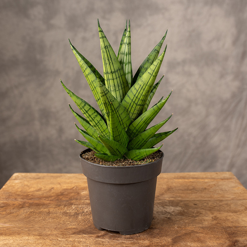 Sansewieria 'Queen Marble'...