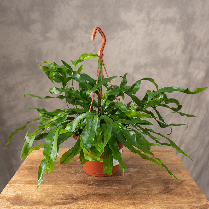 Paproć kangurza | Wisząca