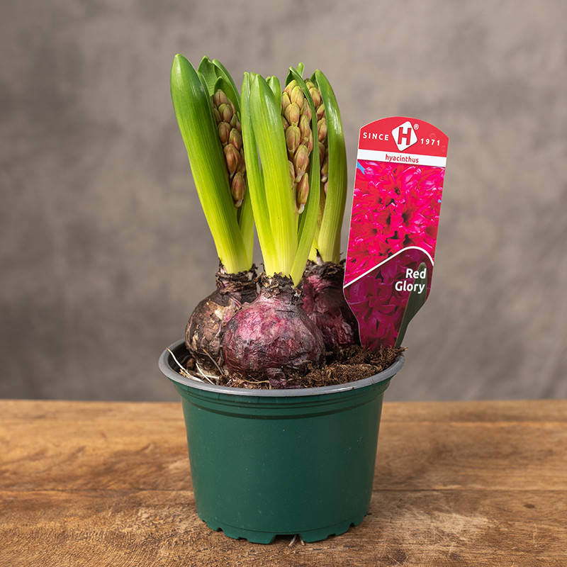 Hiacynt 'Red Glory'