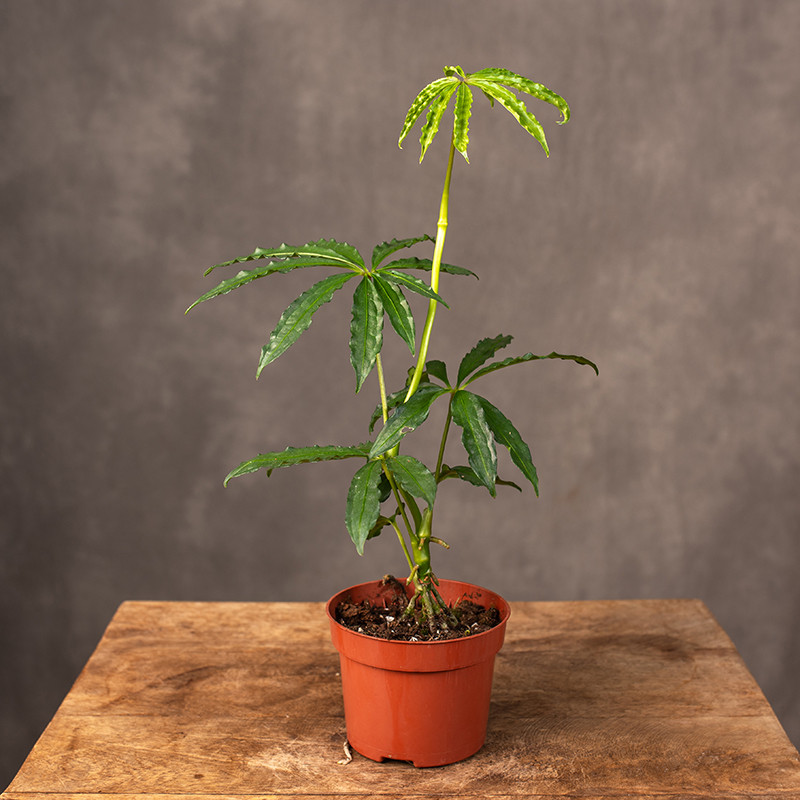 Anturium polyschistum | Małe