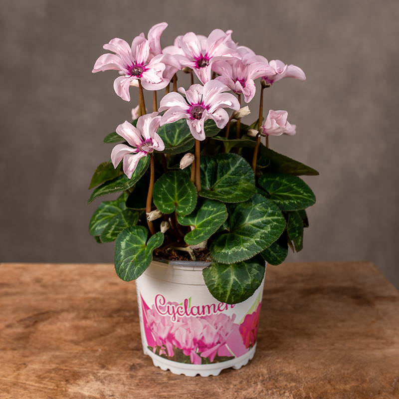 Cyklamen 'Special Pink...