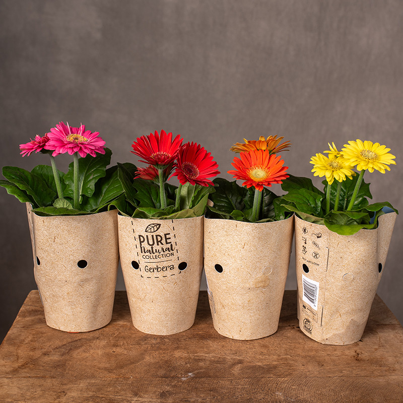 Gerbera MIX kolorów | Mała