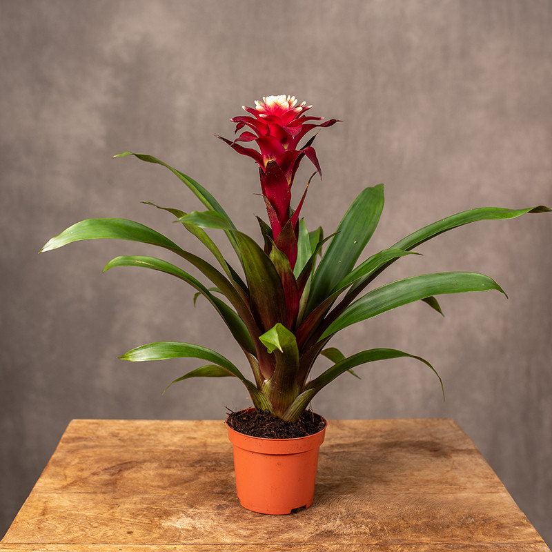 Guzmania 'Francesca' | Mała