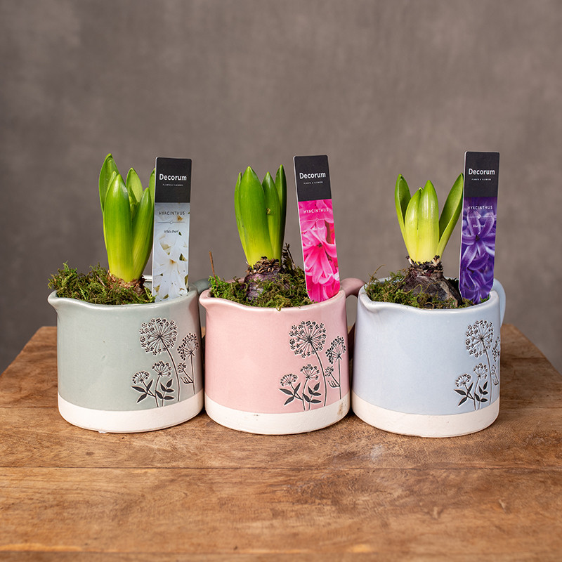 Hiacynt w osłonce ozdobnej...