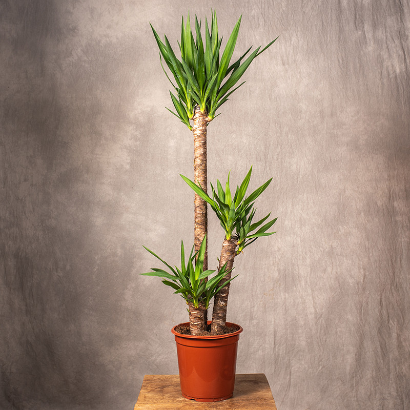 Jukka gwatemalska | 3 pędy