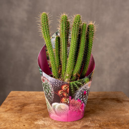 Kaktus Cleistocactus samaipatanus | Tomaszewski