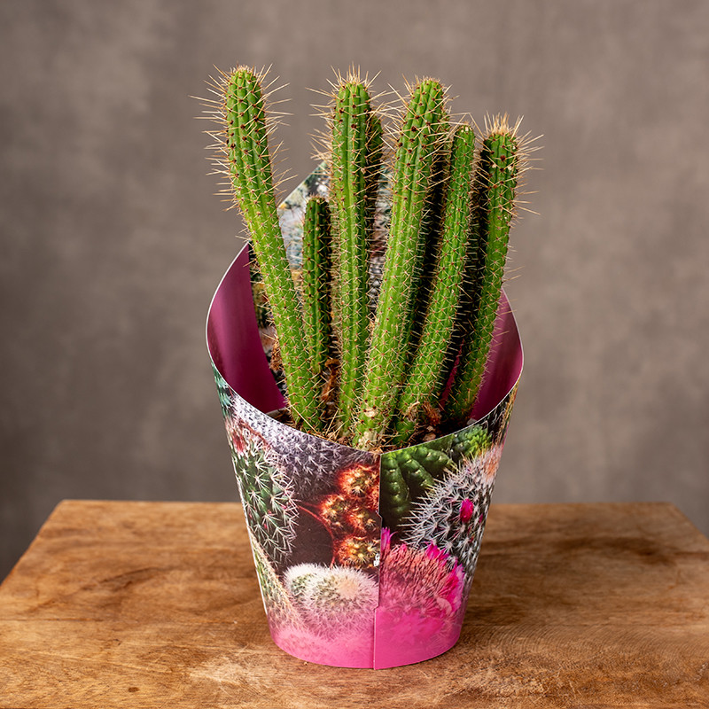 Kaktus Cleistocactus...