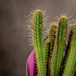 Kaktus Cleistocactus samaipatanus | Tomaszewski