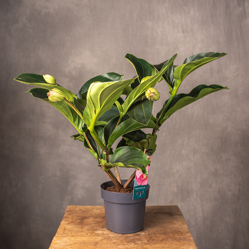 Medinilla wspaniała | Duża