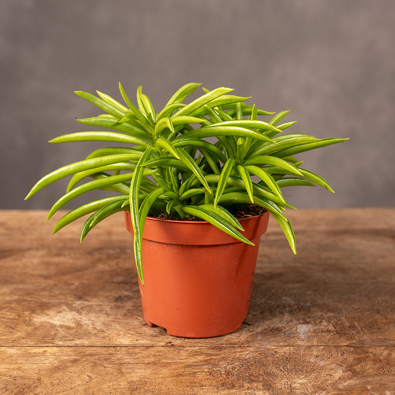 Peperomia 'Happy Bean' | Mała