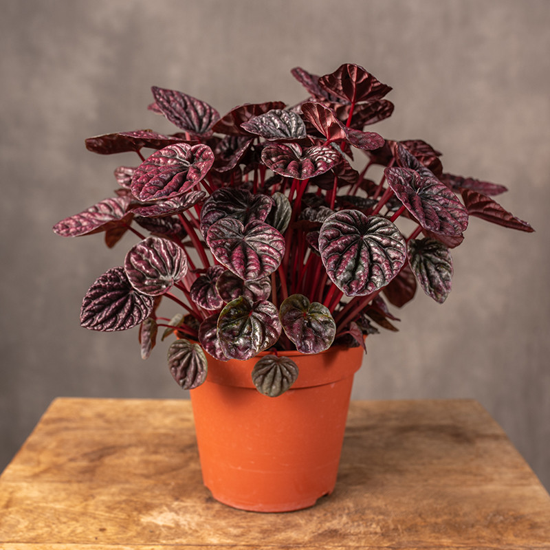 Peperomia 'Red Luna' | Duża