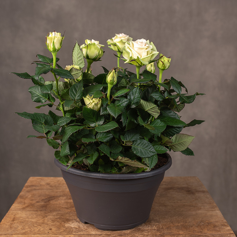 Róża biała | Misa