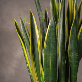 Sansewieria 'Black Gold' | Duża