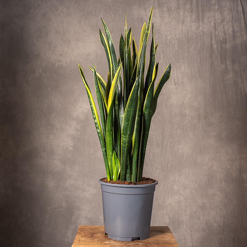 Sansewieria 'Black Gold' |...