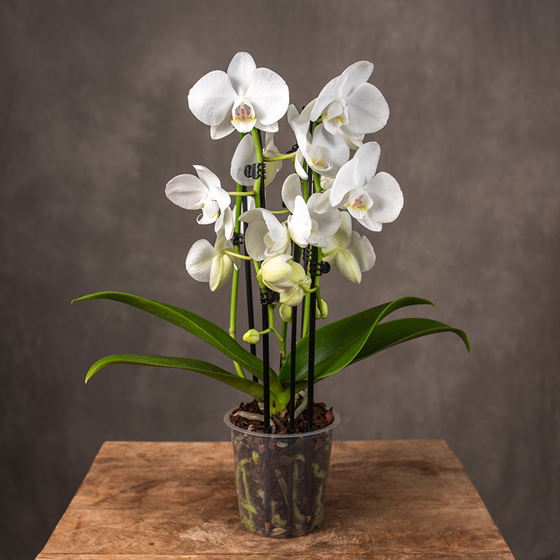 Storczyk kaskada 3-pędowy |...