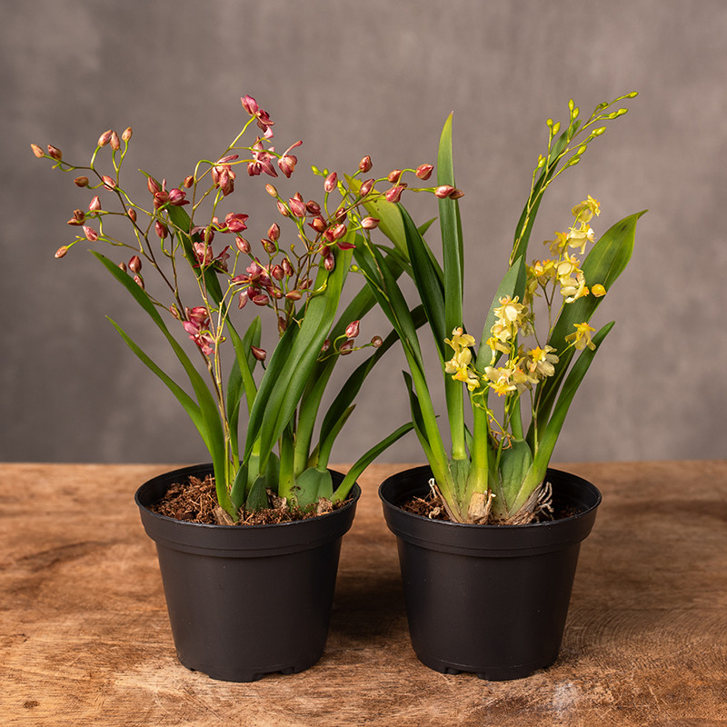 Storczyk 'Motylnik' mix...