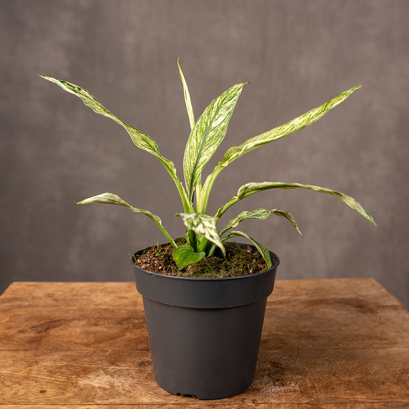 Skrzydłokwiat 'Sensation'...