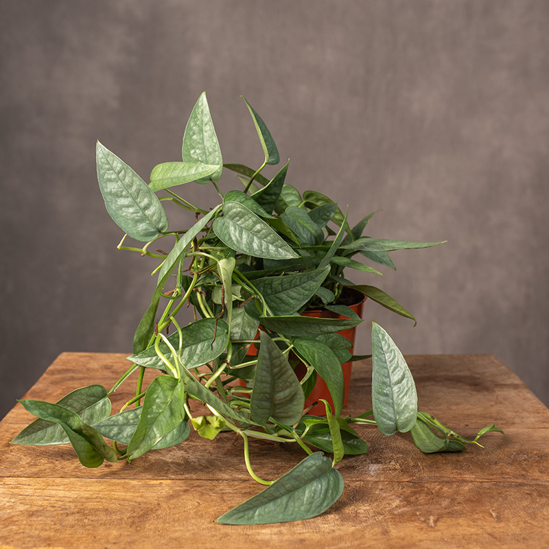 Epipremnum 'Cebu Blue' | Małe