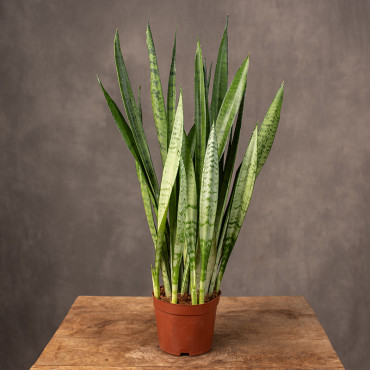 Sansewieria 'Silver Princess' | Mała