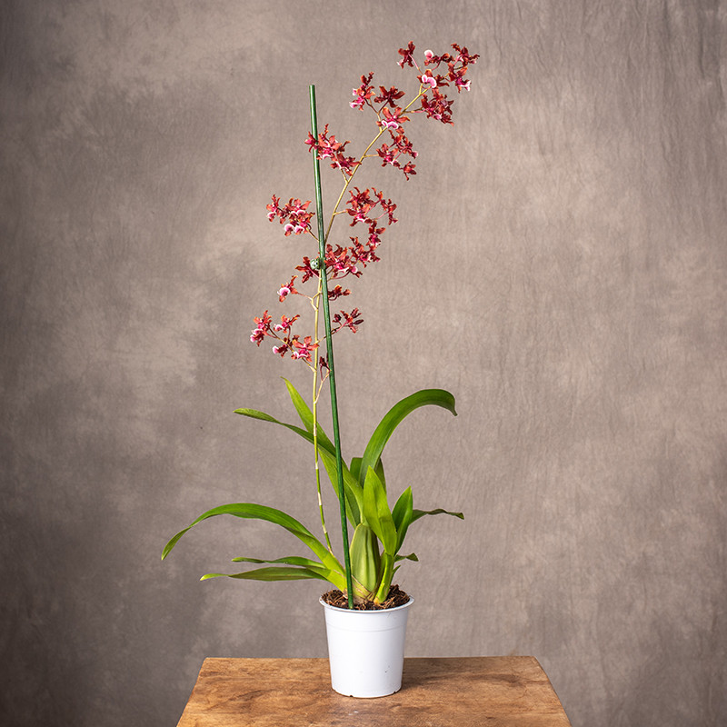 Storczyk Oncidium 'Sharry...