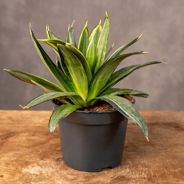 Sansewiera 'Silver Hahnii'