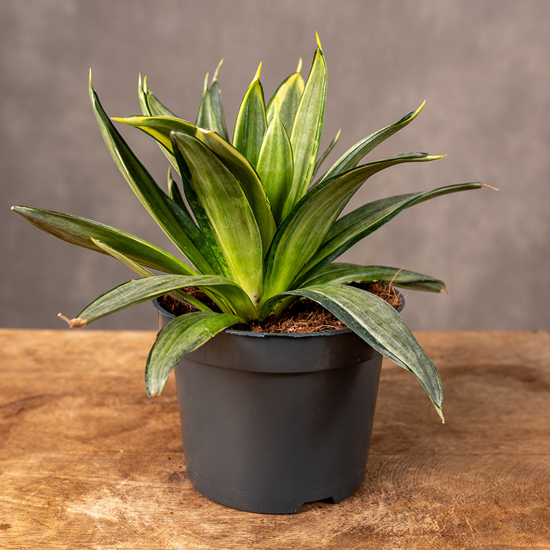 Sansewiera 'Silver Hahnii'