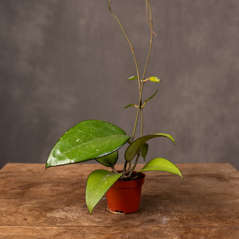 Hoja 'Malang' | Mini