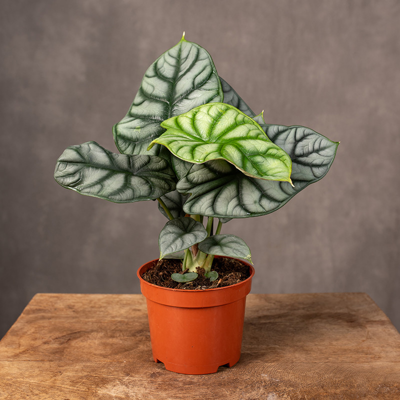 Alokazja 'Silver Dragon'