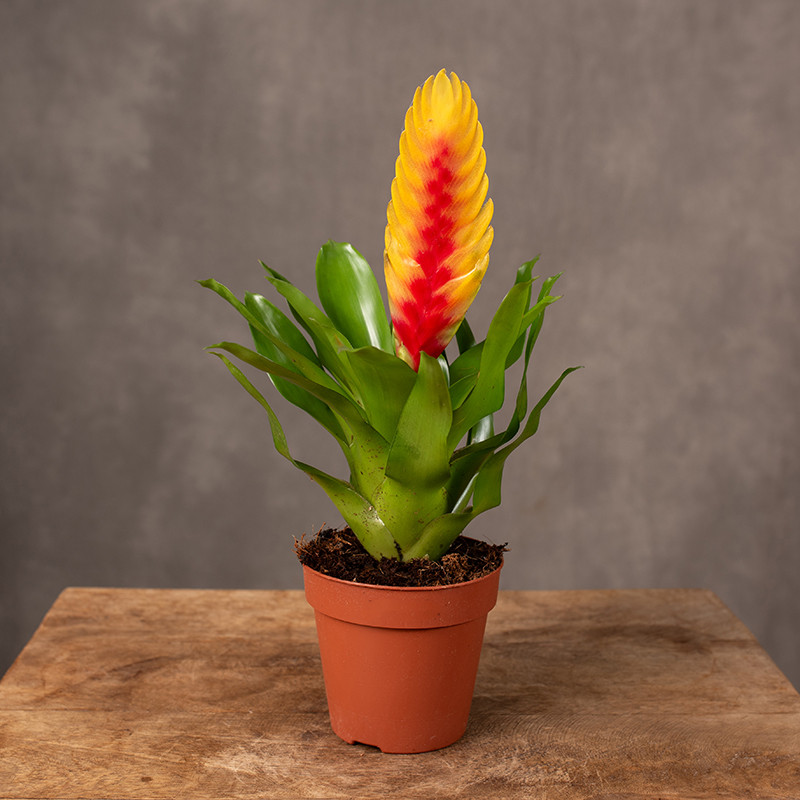 Frizea 'Delphinus'