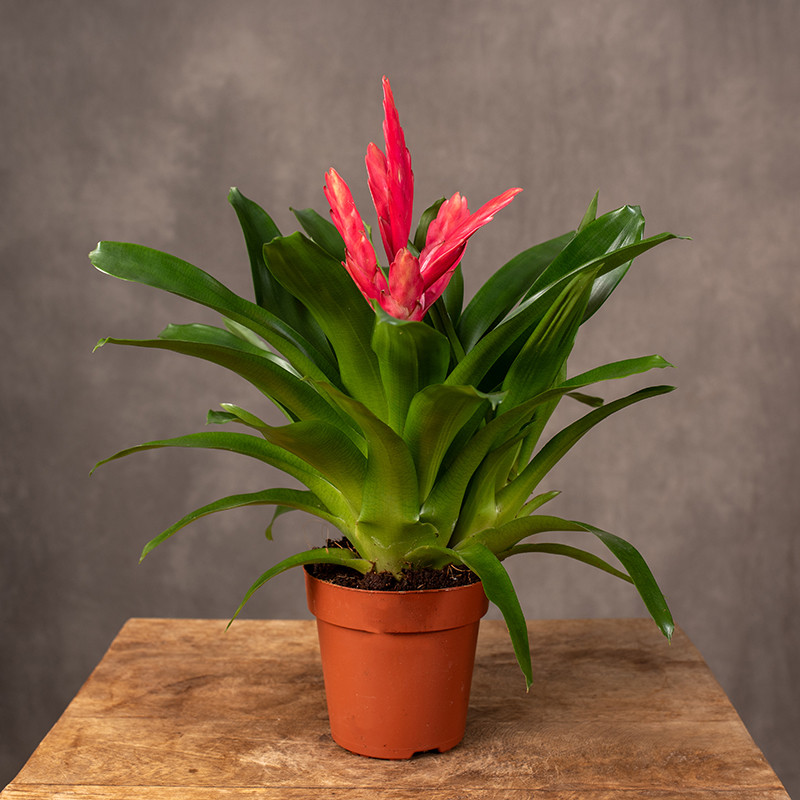 Frizea 'Intenso Pink'