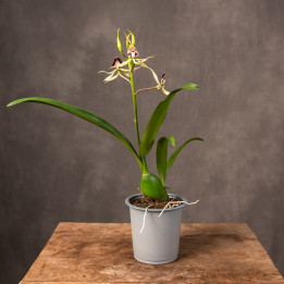 Encyclia Cochleata Storczyk | Tomaszewski