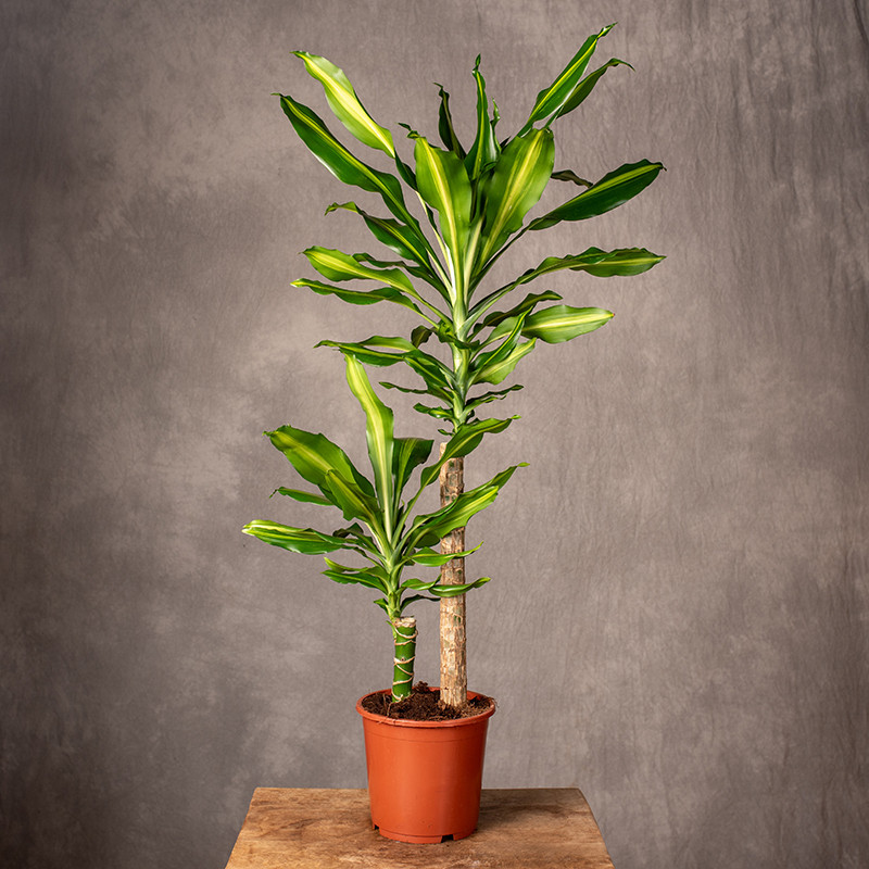 Dracena 'Massangeana' | 2 Pędy