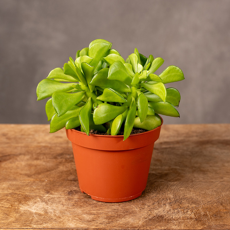 Peperomia 'Taco plant'