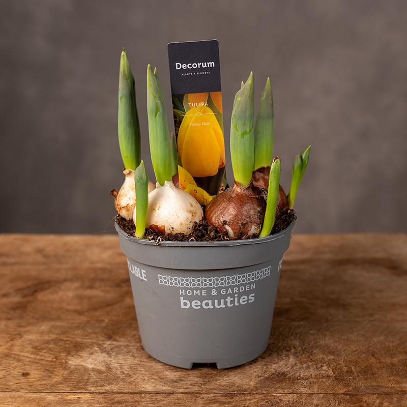 Tulipan 'Yellow Flair'