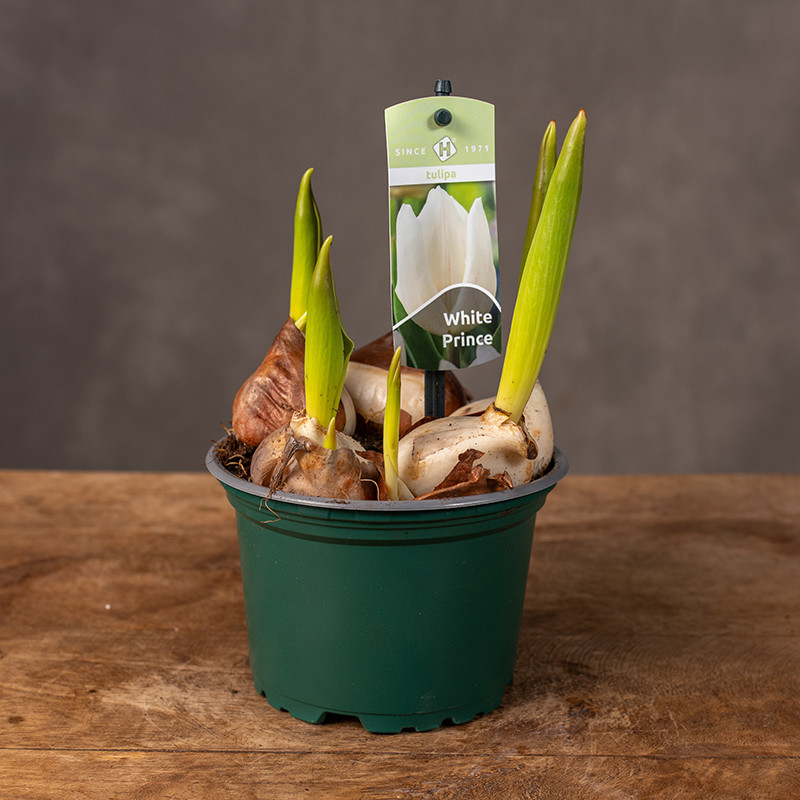 Tulipan 'White Prince'