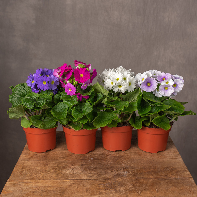 Prymula 'Sweet Kisses' mix...