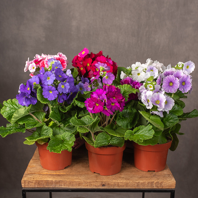 Prymula 'Sweet Kisses'