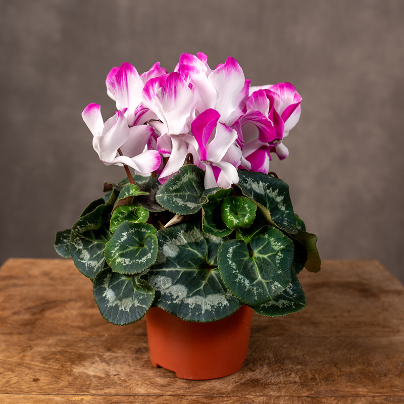 Cyklamen 'Magenta Pink'