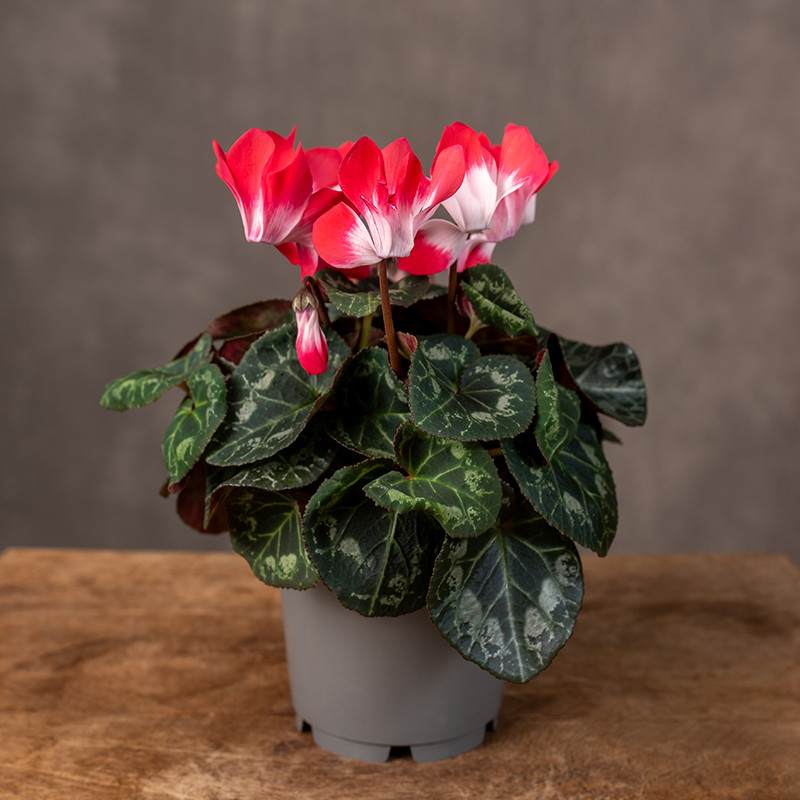 Cyklamen 'Magenta Red'