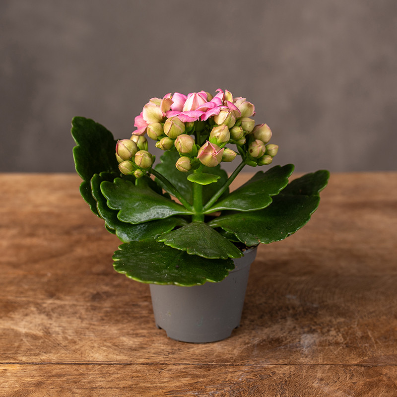 Kalanchoe różowe | Mini