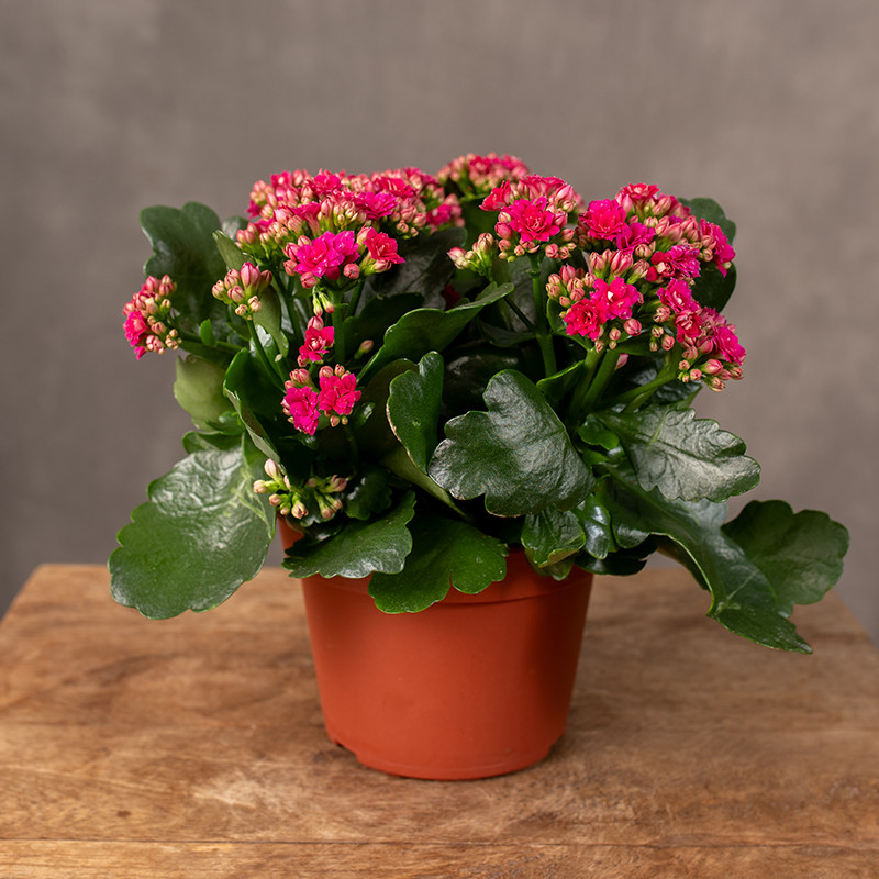 Kalanchoe | Fuksja