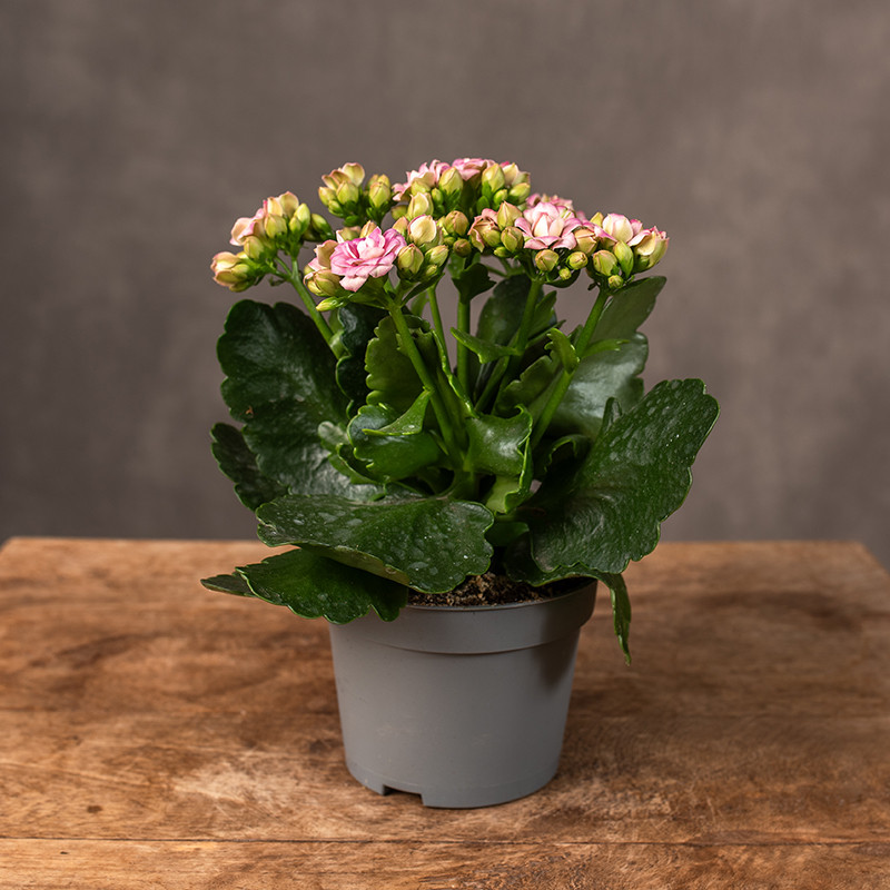 Kalanchoe 'Queen Barbie'