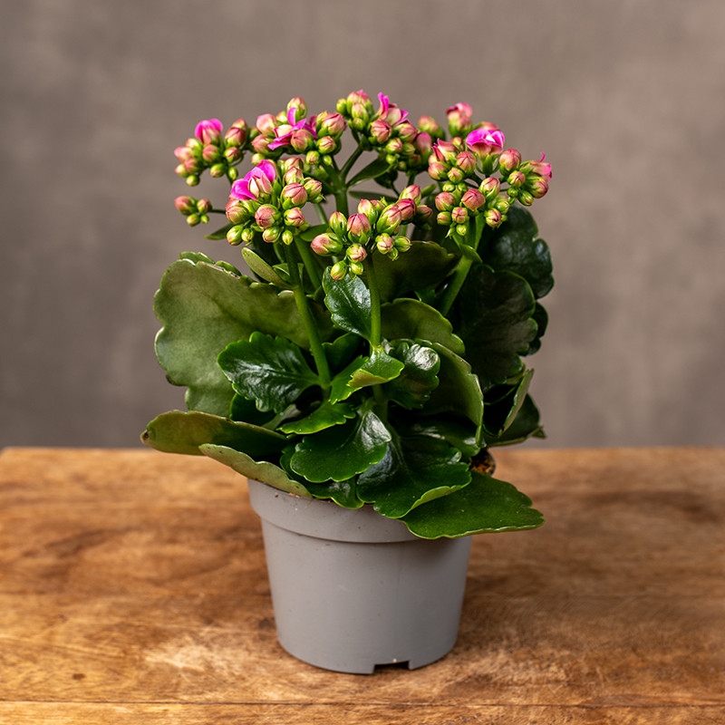 Kalanchoe 'Queen Augusta'