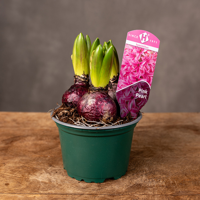 Hiacynt 'Pink Pearl'