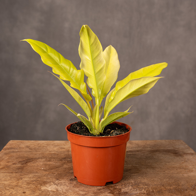 Filodendron 'Golden crocodile'