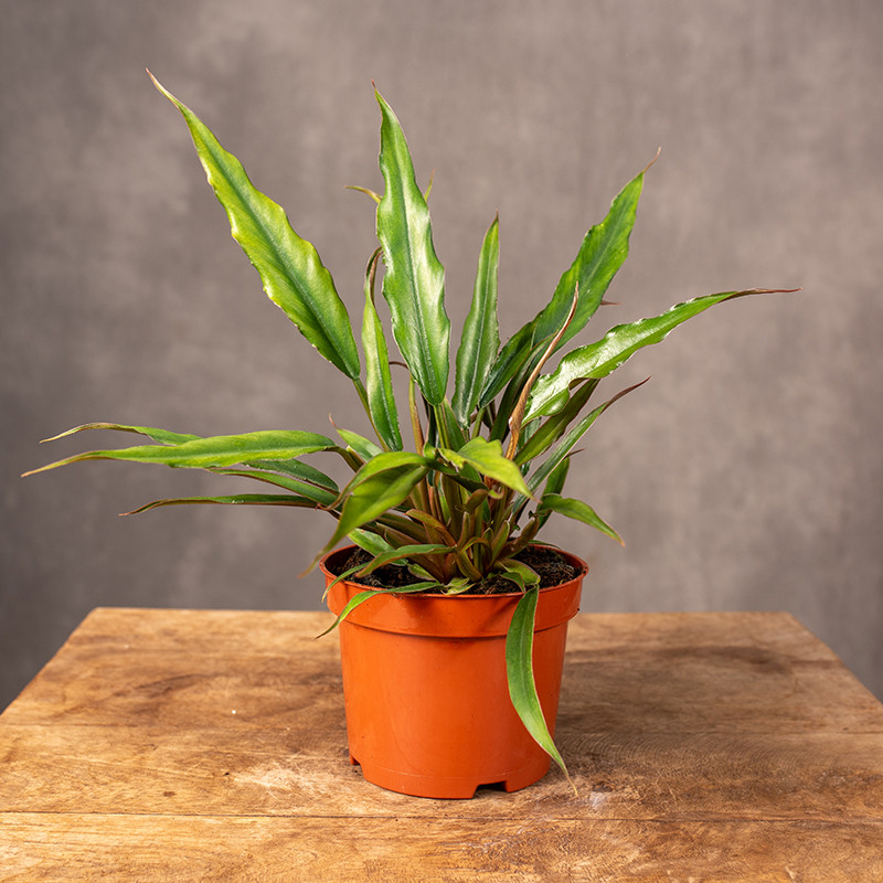 Filodendron 'Red caramel'