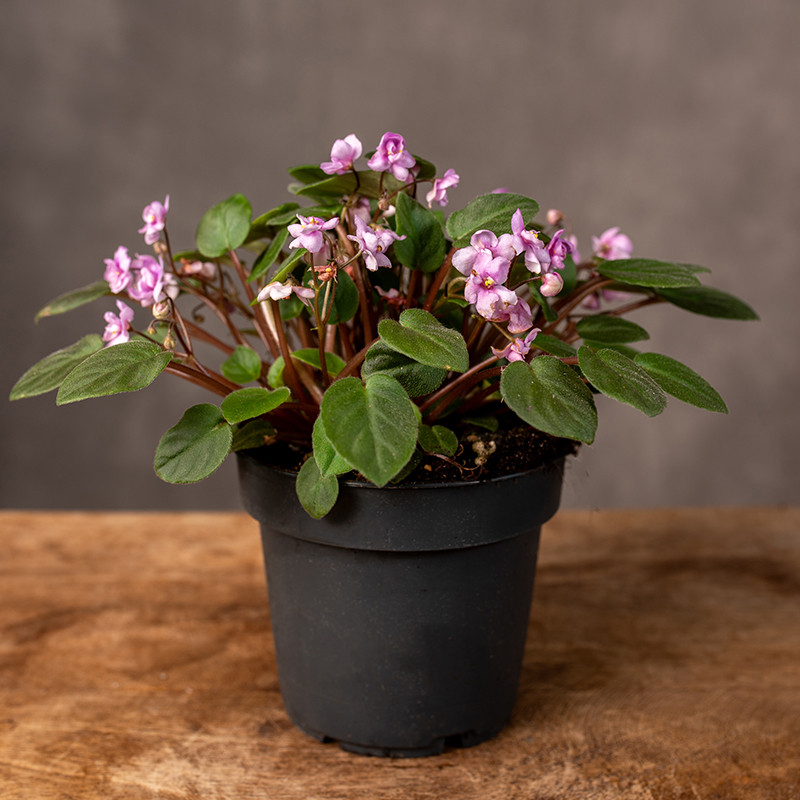 Fiołek afrykański 'Trailing...